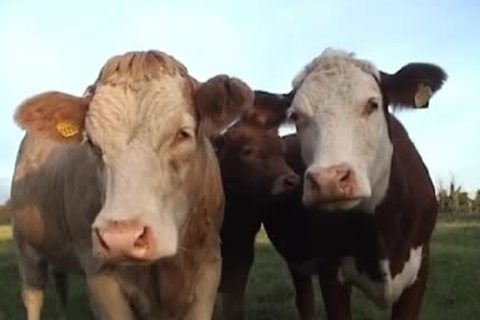 A teen Masturbates Outside In A Field