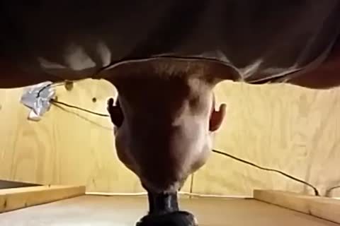 Suckin This horny Boi's BBC And Lovin His humongous Low Hangin Nuts