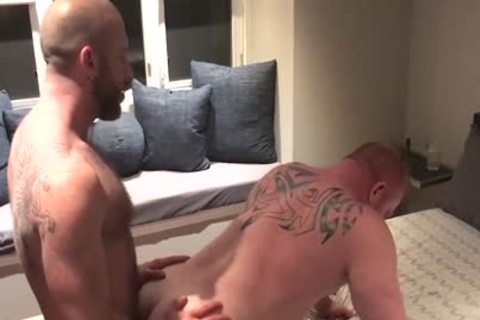 Ginger Bear gets Bred